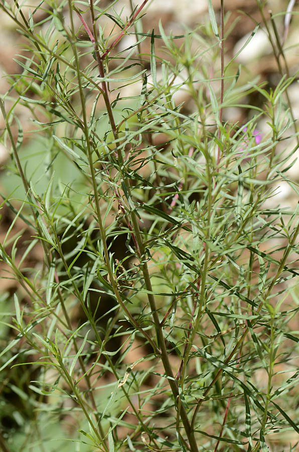 Chamaenerion dodonaei (ex Epilobium dodonaei) / Garofanino di Dodonaeus